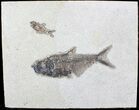 Multiple Diplomystus Fossil Fish - inch Layer #29542-2